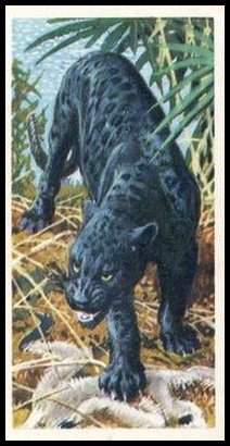 13 Panther